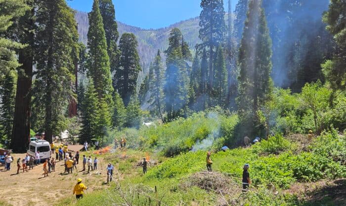 Coalition Reports Major Progress in Protecting Giant Sequoias from Wildfire Threats