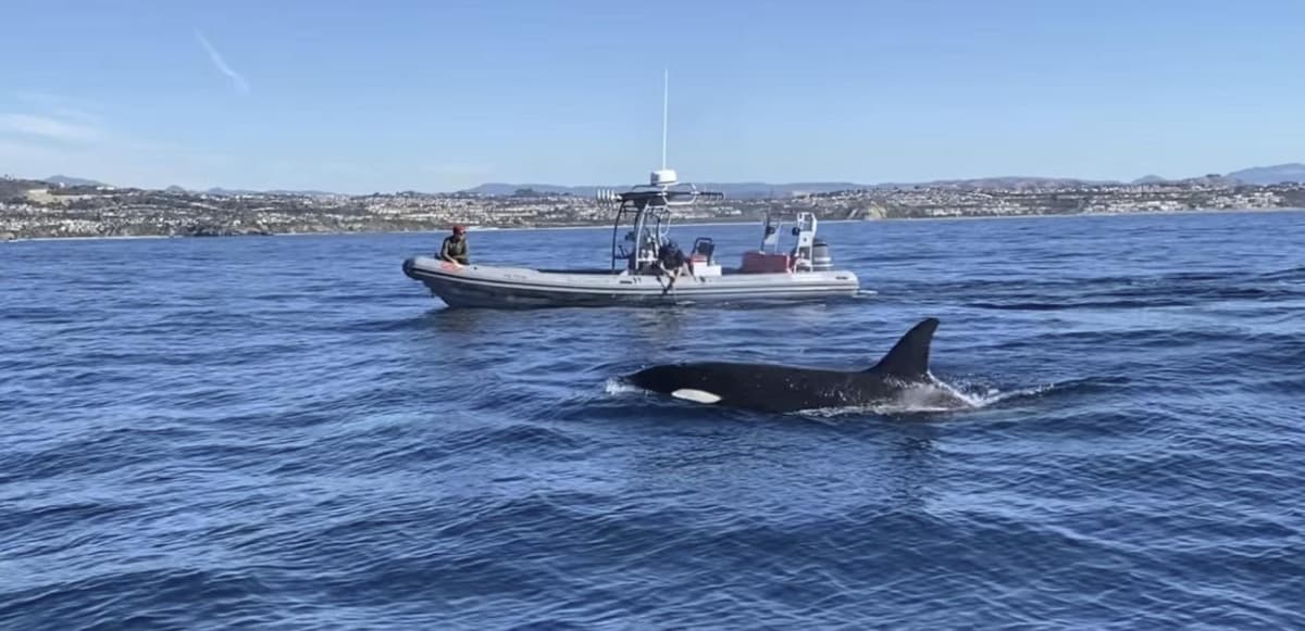 Dana Point Charter Service Combines Marine Adventure with Conservation Education