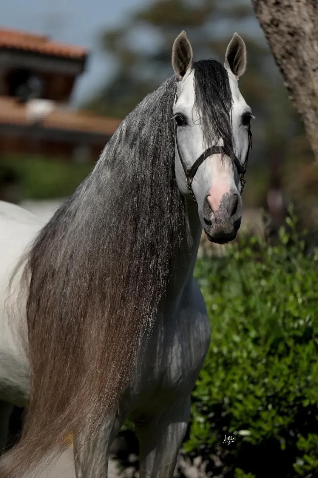 White Stallion Hay Focuses Breeding Program on Andalusians for Dressage Market