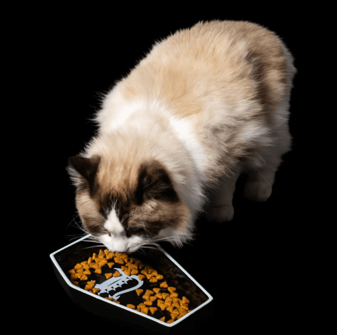 Freak On A Leash Launches First Cat Collection, Expanding Beyond Dogs into Feline Accessories