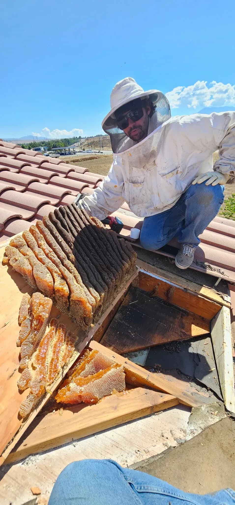 BeeSmart Bee Removal Expands Humane Hive Relocation Services in Hemet, Addressing Rising Infestation Calls in Riverside County
