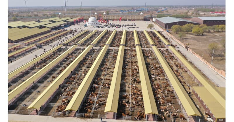 Hinggan League Agricultural, Cultural and Tourism Consumption Carnival Opens in Beijing, Showcasing Premium Eco-Products