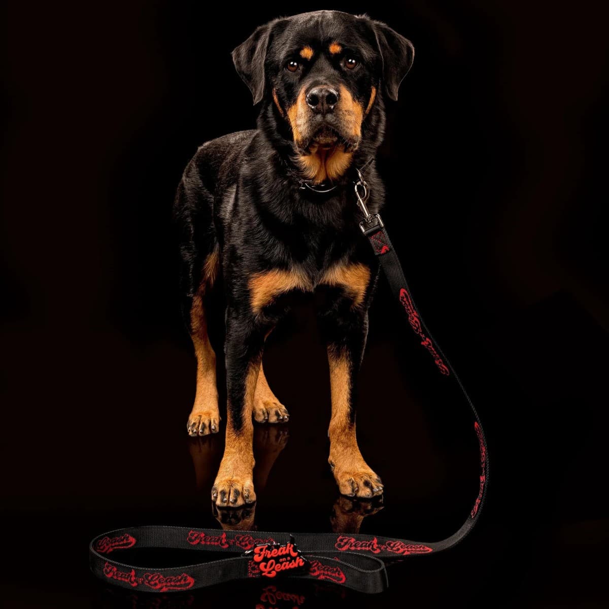 Freak On a Leash Elevates Spiked Dog Collars to Everyday Accessories with Full-Grain Leather Construction